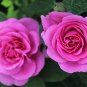 Pink Longevity Flower 200 Seeds