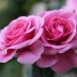 Pink Longevity Flower 200 Seeds