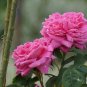 Pink Longevity Flower 200 Seeds