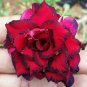Adenium Dark Red Desert Rose 4 Seeds