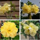 'Invincible Eastern' Adenium Desert Rose 4 Seeds