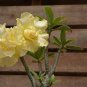 'Invincible Eastern' Adenium Desert Rose 4 Seeds