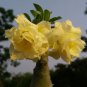 'Invincible Eastern' Adenium Desert Rose 4 Seeds