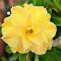 'Invincible Eastern' Adenium Desert Rose 4 Seeds