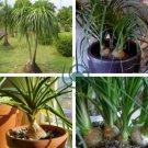 Ponytail Palm Elephant's Foot 10 Seeds