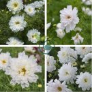 Double Click Snow Puff Cosmos 100 Seeds