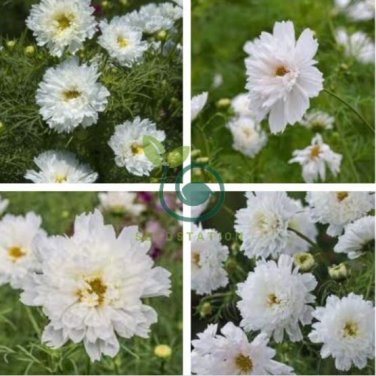 Double Click Snow Puff Cosmos 100 Seeds