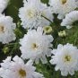Double Click Snow Puff Cosmos 100 Seeds