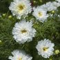 Double Click Snow Puff Cosmos 100 Seeds