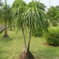 Ponytail Palm Elephant's Foot 40 Seeds