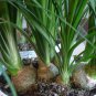 Ponytail Palm Elephant's Foot 40 Seeds