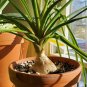 Ponytail Palm Elephant's Foot 40 Seeds
