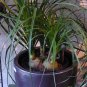 Ponytail Palm Elephant's Foot 40 Seeds