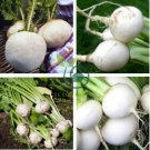 White Egg Snowball Turnip 200 Seeds