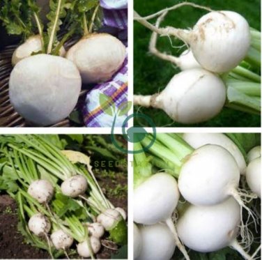 White Egg Snowball Turnip 200 Seeds