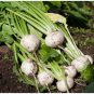 White Egg Snowball Turnip 200 Seeds