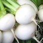 White Egg Snowball Turnip 200 Seeds