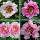 Rare 'Zi Ban' Pink Peony Tree with Black Spot Flower 10 Seeds