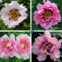 Rare 'Zi Ban' Pink Peony Tree with Black Spot Flower 10 Seeds