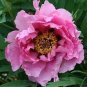 Rare 'Zi Ban' Pink Peony Tree with Black Spot Flower 10 Seeds