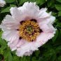 Rare 'Zi Ban' Pink Peony Tree with Black Spot Flower 10 Seeds