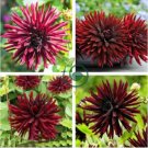 Heirloom 'Nuit d'Ete' Dark Red Dahlia Perennial Flower 40 Seeds