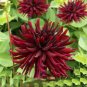 Heirloom 'Nuit d'Ete' Dark Red Dahlia Perennial Flower 40 Seeds