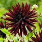 Heirloom 'Nuit d'Ete' Dark Red Dahlia Perennial Flower 40 Seeds