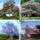 Senior Paulownia 400 Seeds