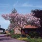 Senior Paulownia 400 Seeds