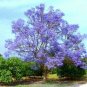 Senior Paulownia 400 Seeds