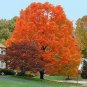 Sugar Golden Maple Tree 40 Seeds