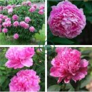 Rare 'Purple Chief' Shiny Peony Shrub Flower 10 Seeds