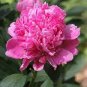 Rare 'Purple Chief' Shiny Peony Shrub Flower 10 Seeds