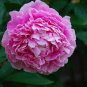 Rare 'Purple Chief' Shiny Peony Shrub Flower 10 Seeds