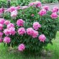 Rare 'Purple Chief' Shiny Peony Shrub Flower 10 Seeds