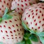 12 Packs Different Strawberry 200 Seeds