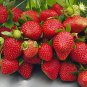 12 Packs Different Strawberry 200 Seeds