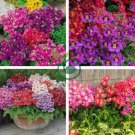 Red Purple Schizanthus Flowers 60 Seeds