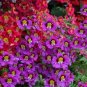 Red Purple Schizanthus Flowers 60 Seeds