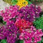 Red Purple Schizanthus Flowers 60 Seeds