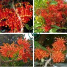 Firewheel Tree Stenocarpus sinuatis 4 Seeds