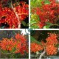 Firewheel Tree Stenocarpus sinuatis 4 Seeds