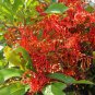 Firewheel Tree Stenocarpus sinuatis 4 Seeds