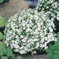 Compact 'White Lady' Lobelia 60 Seeds