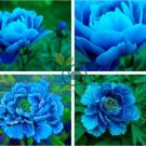 'Lanxing' Blue Silky Wavy Peony Flower 10 Seeds