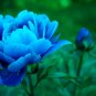 'Lanxing' Blue Silky Wavy Peony Flower 10 Seeds