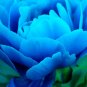 'Lanxing' Blue Silky Wavy Peony Flower 10 Seeds
