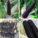 Black Sweet Waxy Corn Fruits 24 Seeds