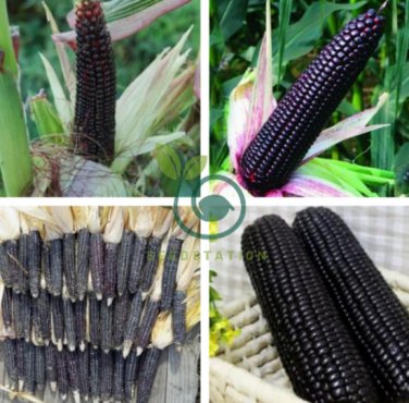 Black Sweet Waxy Corn Fruits 24 Seeds